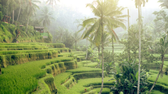 Rice terraces in the morning light near Tegallalang village, Ubud, Bali, Indonesia.