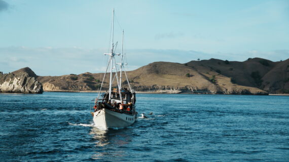 Alfatran Phinisi Sailing Komodo Tour